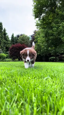 Sky’s first week home✨ #Sky #collie #bordercollie #puppy #puppylove #newpuppy #bordercolliepuppy #bordercolliesoftiktok 