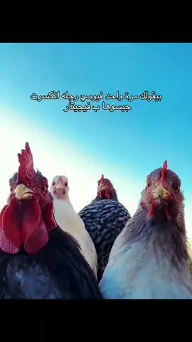 #fypシ #foryou #viral #trending #foryoupage #explore #الفيوم #الدجاجه #ميمز #الشعب_الصيني_ماله_حل😂😂 