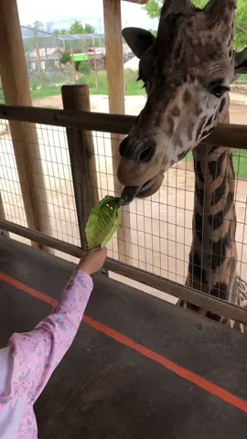 Feed a giraffe with us! 🦒 #feedagiraffe #zoo #zoowiththefamily #zooday #giraffe #familyday #familytime #familytimefun #FamilyFun #familygoals #militarylife #militarywife #militaryfamily #militarymove #militarykid #militarybrat 