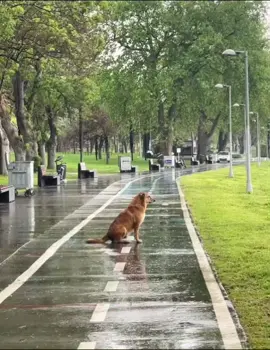 😔😔 #sadedits #sad #dog #saddog #yenerçevik #rap #şarkı #üzgünköpek #boğaz #deniz #manzara #yağmur #anılar #overthinking #daydreaming #daydreamer #türkçe #türkçerap #turkishrap #hüsnühecem