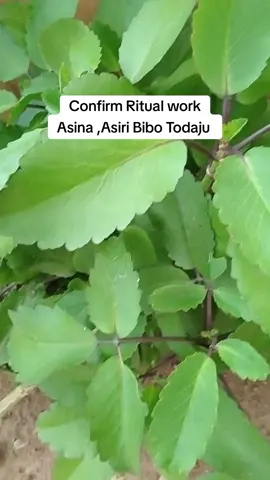 Confirm Ritual work Asina ,Asiri bibo Todaju tested and confirmed #Iseselagba #Onilemiogboran #Eyinju 