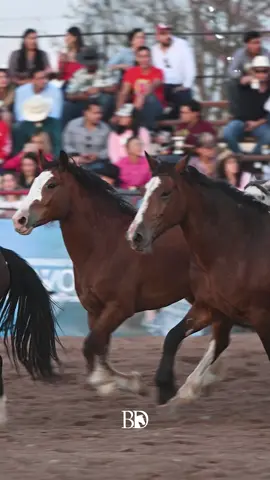 Rodeo santa rita . . .. . . . . . . #photography #cuu #rodeo #jinete #nikonz #nikonmx #prorodeo 