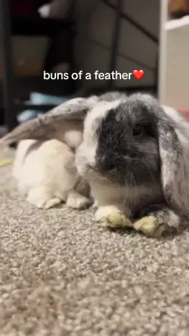 nina & benny vs the world (im sobbing)  #rabbit #bunnytok #PetsOfTikTok #birdsofafeather 