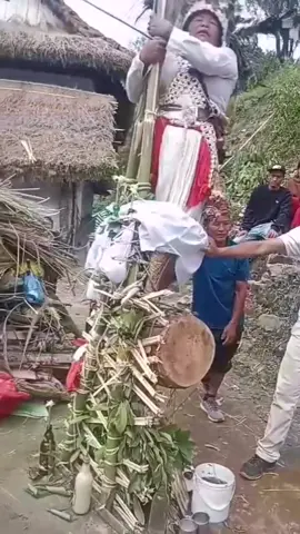 बेलायतका मानवशास्त्रीहरु जोन टी. हिचकक र रेक्स एल. जोन्सले सन १९७० को दशकमा येबा, साम्बा, येमानी, येजुली, फेदाङमाहरुबारे नेपालको लिम्बुवान क्षेत्रमा आएर अध्यन गरेका थिए । पछि १९७६ 'स्पिरिट पजेसन इन द नेपाल हिमालयज्' भन्ने किताबमा छापे ।  उनीहरूले लिम्बू जातिका देवारीहरूमध्ये खासगरी येबा/येमालाई मध्य एशिया/पूर्वी साइबेरियाका आदिवासी तुङगुस (मानवशास्त्रीय भाषामा ‘समन’) हरूसँग तुलना गरेका छन् । येबा/येमाहरूको पहिरन, थान, जादु र मृतात्मालाई आङमा चढाएर बक्ने जस्ता नाटकीय विशेषताको आधारमा त्यस्तो तुलना गरिएको हो । पुस्तकमा उनीहरूले लेखेका छन्, “लिम्बू जातिमा प्रकृतिप्रति दृढ विश्वास छ । जीवित वस्तुहरूको सांसारिकता अलौकिकतासँग जोडिएको हुन्छ । विभिन्न देवीदेवता, भूतप्रेत, आत्माहरू पशुपक्षी, बोटबिरुवा, जंगल जस्ता जीवित र निर्जीव वस्तुहरूमा बस्छन् ।” 