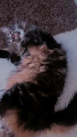 One beautiful kitty rolling around 😻 #catsoftiktok #pets #cat #PetsOfTikTok #cute #fyp 