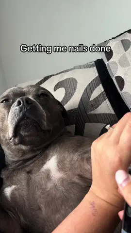 Ignore the state if my nails whilst i do maceys nails 😶 #fyp #foryou #dog 