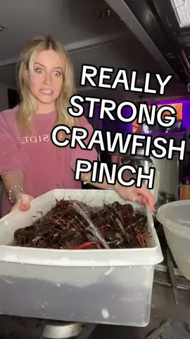 How to purge crawfish (Part 2) IT PINCHED ME HARD 😳 #crawfish for terms of service/legal reasons, this is edited. Lol #crawfishboil #cookingcrawfish #howtoboilcrawfish do crawfish scream crawfish screaming crawfish louisiana #crawfishmukbang crawfish mukbang big crawfish viral crawfish boil tiktok live immadisonnn madison crawfish madisonmg immadison Crawfish Mukbang crawfish pinch crawfish bite