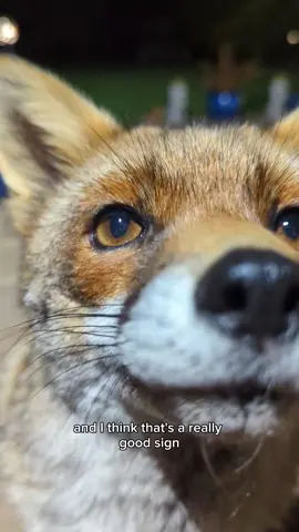 Yes, she's soft. 🥰 #missp #fox #foxesoftiktok #wild #wildanimals #urbanfox #foxes #wildlife #nature #cutefox #cute #animallover #cuteanimals #funnyanimals #funny #animals 