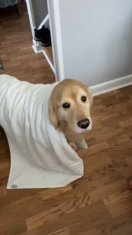 ♥️ people love commenting about Maverick’s sugar face and how old he is. It makes me sad bc this is how i remeber him ♥️ got him when i was going through a hard time. He has been my rock. I thank him for that everyday. Please be mindful when commenting! I know it is cute to you …. But it makes me sad 