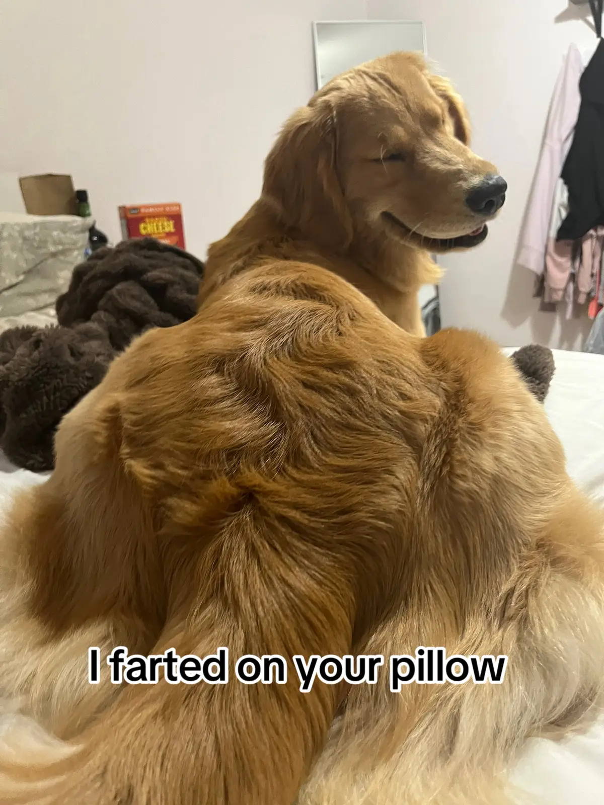 Attention HOG 😭 #dogsoftiktok #goldenretriever #puppy #showdog #PetsOfTikTok #fyp #puppiesoftiktok #goldenretrieverlife #goldenretrieverpuppy #funnydogvideos #funny #dogtrends 