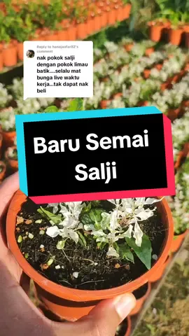 Replying to @hanajaafar82Gelombang viral ke-2 akan datang. Salji bin saljuu akan tiba !#pokok #sayur #keladi #fyp #DemiSalji 