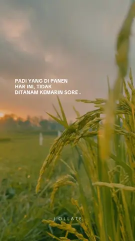 PADI YANG DI PANEN HAR INI, TIDAK DHIANAM KEMARIN SORE #xyzbca #fyp #storyaesthetic #selfreminder #storywhatsapp #viraltiktok 