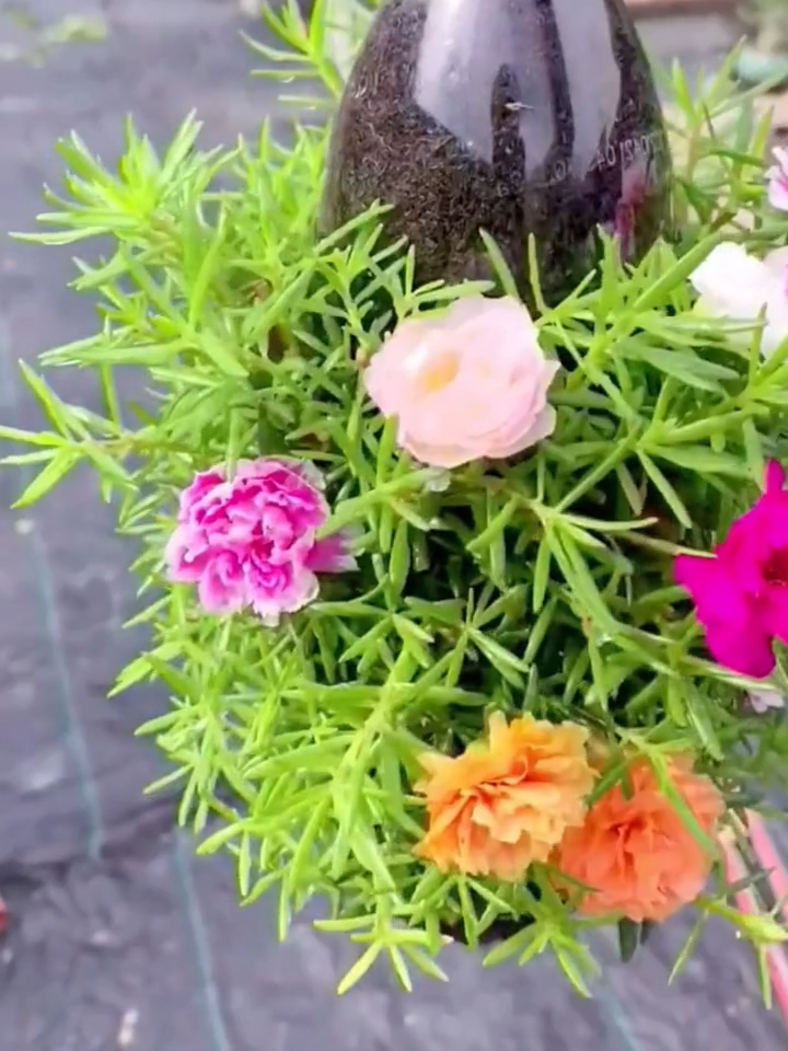 #flores #plantas #jardins #jardinagem #trabalhecomartistas #comocultivar #comoplantar #horta #pomar