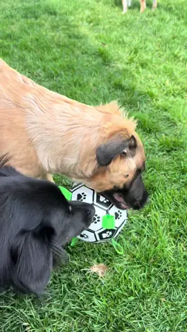 My babies playing woth thwir new toy. Looks like this soccer ball is a hit #dogtoys #dogsatplay #tiktokshoppingpaydaysale #dogparents #bordercolliemix #germanshepherdsoftiktok #bordercolliesoftiktok #HadaLaboRayaGlow  