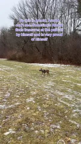 #Heyarnoldray finds a ball and becomes the proudest boy on earth ♥️#blinddogsoftiktok #rescuedogsoftiktok #pitbullsoftiktok #dogtrainer #DogTraining