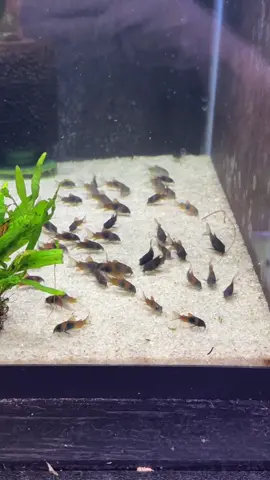 Orange Venezuelan Corydora - starting to get a few types of these guys breeding here in the fish room!  Really love Corydora especially in groups like this 🧡 #corydora #corycatfish #catfish #dakuaquatics #fishkeeping #aquarium #aquariumhobby #fish #aquascape #freshwateraquarium #aquariumfish #plantedtank #aquariums #tropicalfish #fishkeeper #aquascaping #aquariumlife #plantedaquarium #nanofish #aquariumsofinstagram #freshwaterfish #freshwatertank #aquascaper #natureaquarium #freshwater #fishofinstagram #nature #nanotank #fishroomfever 