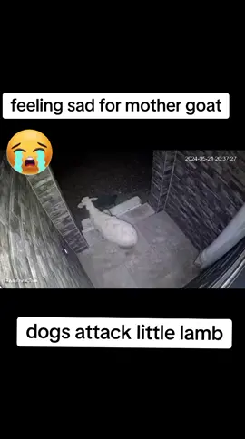 dogs attacked on little lamb 🐑#growmyaccount #fyppppppppppppppppppppppp #viralvideo #fypシ゚viral #fyp #foryoupage #foryou #trending #dogs #dogattacks 