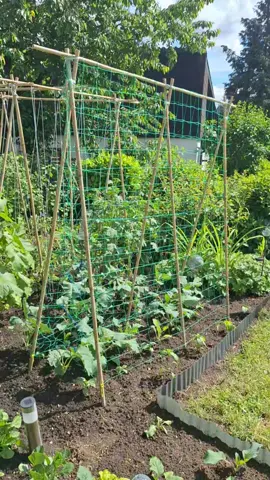 DIY climbing trellis for cucumber  #gardening #gardenproject #DIY #cucumber #gardenhacks  #trellis 