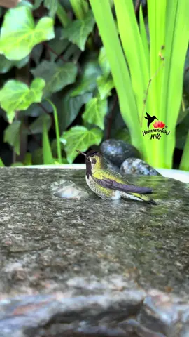 Bathing bliss 💦✨ #hummingbirds #nature #annashummingbird  . Share this video with friends and family to spread the joy of hummingbirds ✨ . . © All rights reserved.  Don’t use without permission.  . . . #birds #naturelover #Outdoors #birdwatching #gardenbirds #featherperfection #instabirds #wildlife #hummingbirdfeeder #backyardbirds #birdsinflight #hummingbird  #hummingbirdsoftiktok #asmr #foryou #vibes #WeekendVibes #viral #fyp #foryoupage #reels #birdreels #naturereels #reels__tiktok #viralvideo 