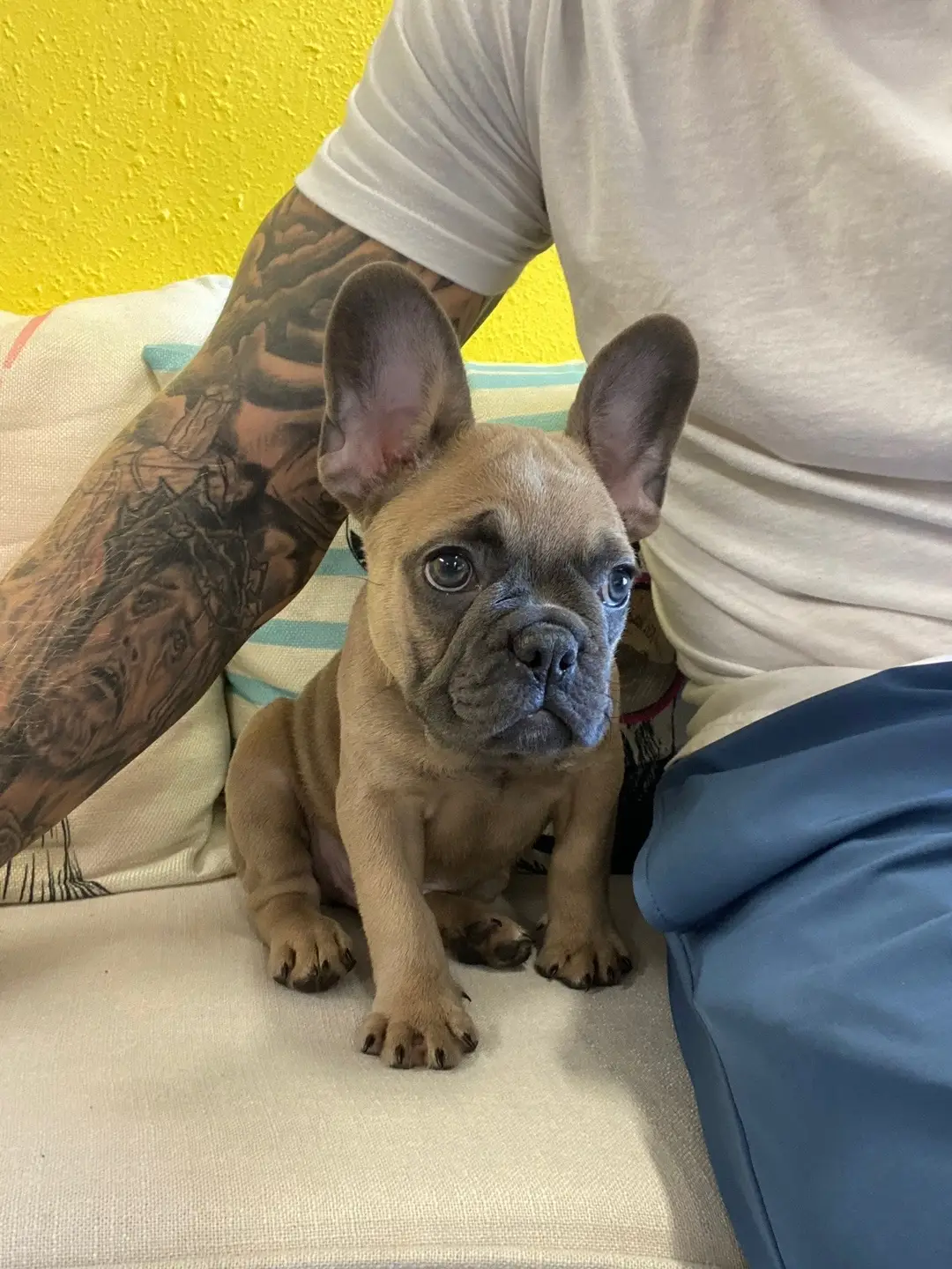 #frenchiesoftiktok 