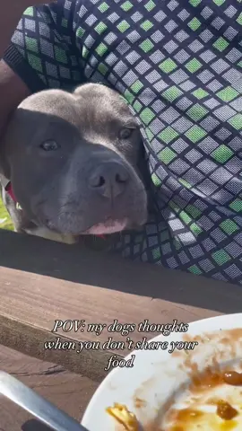 The AUDACITY🥺 I thought sharing was caring…  . . . #bluestaffy #bluestaff #bluestaffypuppy #bluestaffylove #bluestaffordshirebullterrier #staffylovers #staffy #staffygram #staffymoments #staffypuppy #staffyclub #staffordshirebullterrier  #staffylove #staffylovedaily #funnydogs #dogsandfood #trending #dogvideos #dogthoughts #comedydog #foodobsessed #puppyeyes #kano #kanothebluestaffy