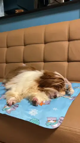Mahimbing na tulog para sa ating mga #furbabies gamit ang #petsup #petcoolingpad #dogsoftiktok #shihtzu #pet #viralpets 