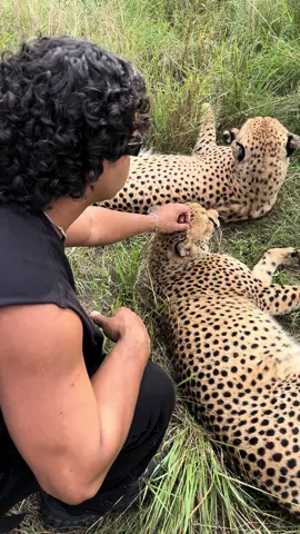 Sem medo, confia #fyp #animal #viral 
