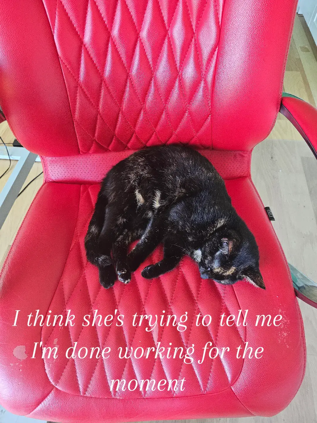 Biscuit loves going to work with mom every day. #pet #PetsOfTikTok #petlover #catsoftiktok #cat #cats 