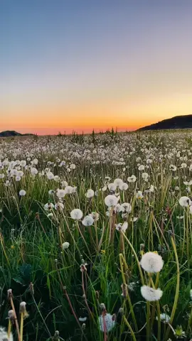 🌅 Check out this stunning sunset over a field of dandelions! The sky is a beautiful gradient from deep blue to warm orange. Nature’s beauty at its best! 🌼✨ #fyp #foryou #foryoupage #viral #trending #explore #explorepage #Love #fun #happy #cute #beautiful #nature #photography #sunset #dandelions #sky #landscape #scenery #Summer #adventure #Outdoors #travel #instagood #tiktok #videooftheday #pictureoftheday #instadaily #art #sun #photooftheday #naturelovers #amazing #view #mountains #peaceful #relax #calm #skyline #clouds #wanderlust #photo #flowers #picoftheday #Hiking #adventuretime #sunrise #goodvibes #naturephotography #beauty 