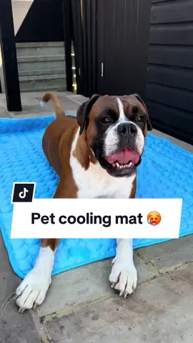 Enjoying his new Pet cooling mat 🐶 #fyp #foryoupage #dogsoftiktok #dog #boxerdogsoftiktok #boxerdog #dogtok #dogmom 