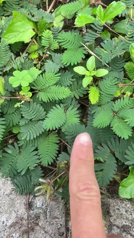 The sensitive plant, also known as the touch-me-not plant or Mimosa pudica, closes its leaves and droops when touched or shaken. This plant is native to South and Central America and is part of the pea family. #plantsoftiktok #sensitiveplant #weirdandwonderful 