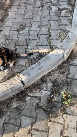 Turkish street cat gang following me and meowing for food 😍 Follow turkish_street_cats on insta for more turkish street cats content   #cats_of_instagram #catsofworld #streetcatsofistanbul #turkishstreetcats #catsofistanbul #istanbulcats #catsofTurkey #streetcatsofTurkey #adoptdontshop #rescuecats #catsofinstagram #catstagram #petsofinstagram #meowdel #cutecats #catlovers #catlife #felinefriends #cat_features #sokakkedisi #kedi #Turkey #Turkiye #catphotography #petphotography #tabbycat #kittens #catsmeow #meow 