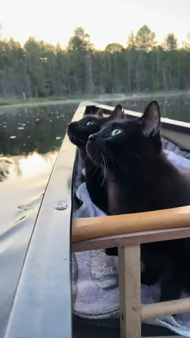 Happy Caturday! 🐈‍⬛🛶🐦‍⬛ Ledges and Coal #blackcattrails #blackcatsoftiktok #blackcats #catadventures #caturday #caturdayvibes #caturdaycuties #canoeing 