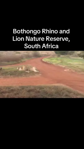 #wildlife #nature #bothongo #lionslover #lions #radio2000 #radio #thebigbreakfastshow #fyp #rhino #lion #bothongo #bothongorhinoandlionreserve #foryou #SAMA28 #foryour #foryoupage 