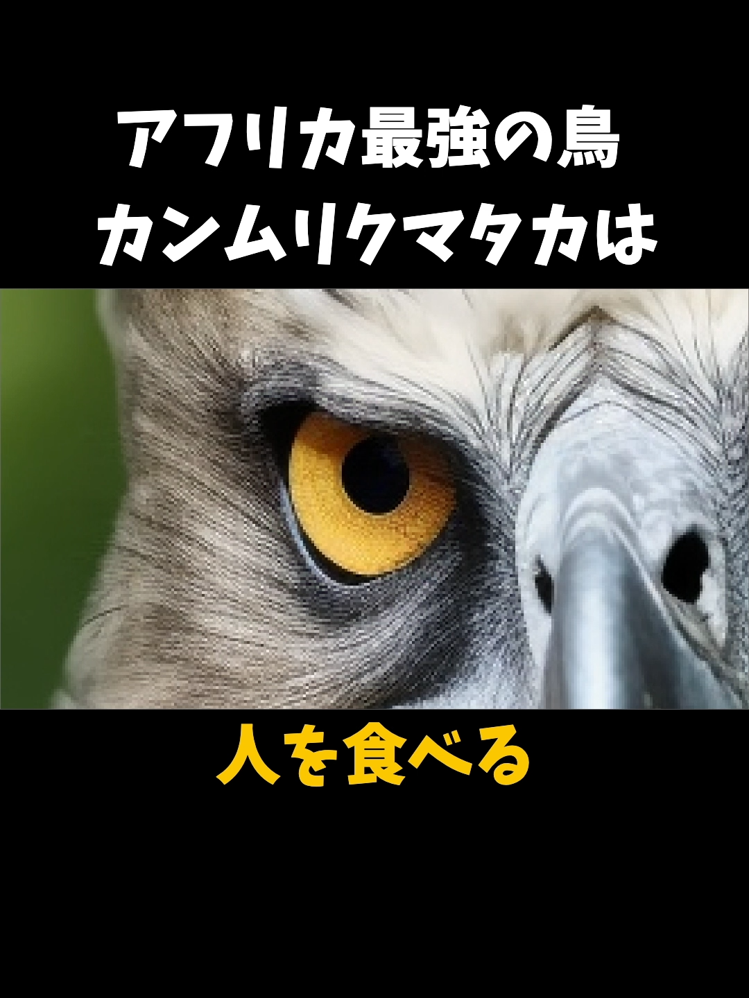 世界を震撼させた人喰い鷹#動物雑学 #動物 #カンムリクマタカ #鷹 #鷲 #猛禽類 #タカ #鳥