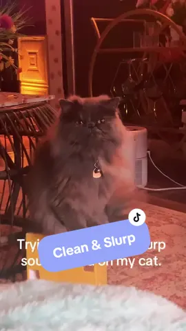 I will never stop trying to force my cat Eryka to be a tiktok cat. 😂 #catslurpchallenge #cattrends #catmomlife #proudcatmom 