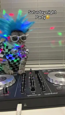 Happy weekend and holiday😸#rave #techno #ravetok #cat #siamesemixcat #catdj ##scratching #funny @AlphaTheta/Pioneer DJ Global @acidus @Rotterdam Rave 