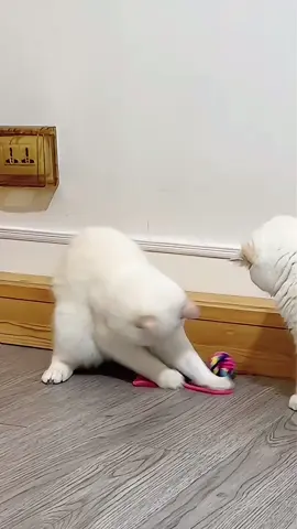 #Uk #tiktok #fyp #cutecat #funny #pettoys 