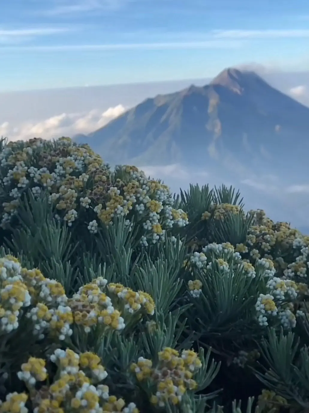 #daisy #fresflowers #bungaedelwies #edelweiss #pemandanganalam #pendakigunung #forpage #mountain #pesonaalamindonesia #merbabu #prau #fyp 