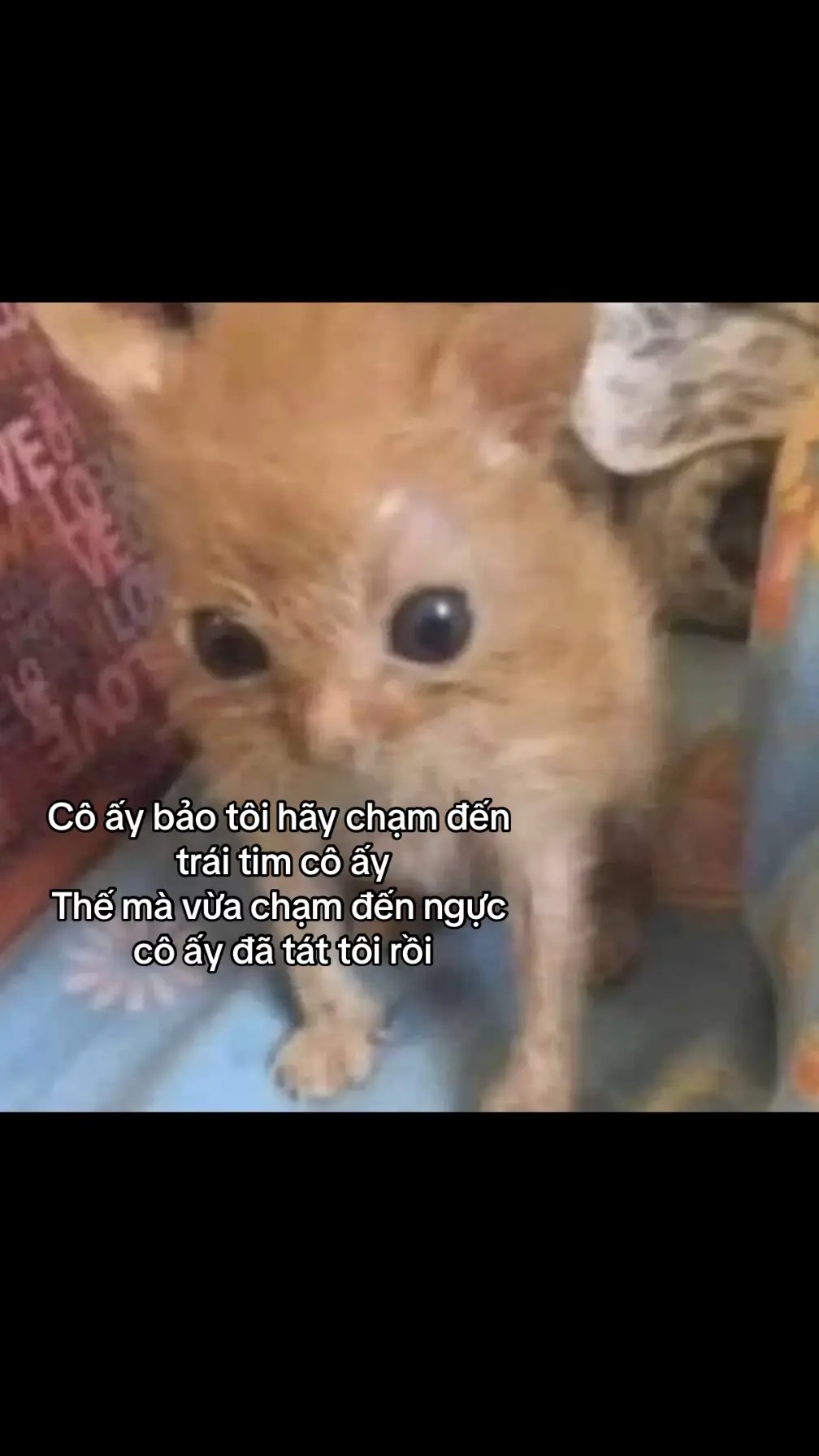 #xuhuongtiktok#cat#meme 