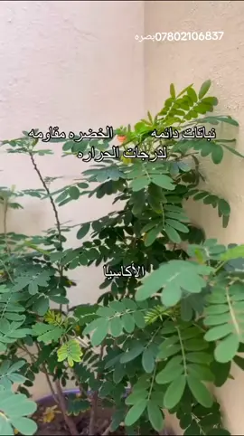 نباتات دائمه الخضره 07802106837البصره #حدقجي_بصراوي #البصره_شط_العرب #بصره_تايمز_سكوير 