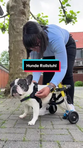 Heute mal ein anderes Thema, habt ihr schon mal einen Hund mit Rollstuhl gesehen? 😀 ich bin sehr glücklich das es so etwas gibt ☺️ #rollstuhl #frenchie #frenchbulldog #französischebulldogge #bandscheibenvorfall 