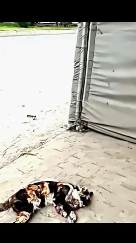 Rescue a family of cats in distress#rescueanimals #animalsoftiktok #rescue #fyp #rescuecat #catsoftiktok #cat 