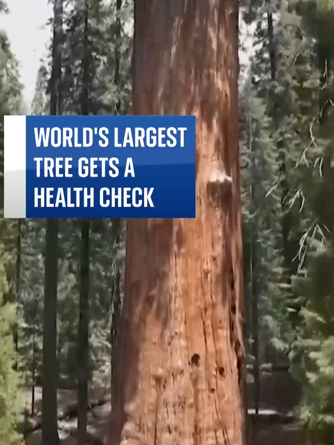 World's largest tree in Sequoia National Park in California passes its health check. 🌲  The 85m sequoia tree, which draws tourists from around the world, was scaled by climbers for the very first time. Researchers inspected the tree for bark beetles which pose a threat to the tree.  🔗 Tap the link in our bio for more  #skynews #trees #california #us #sequoianationalpark