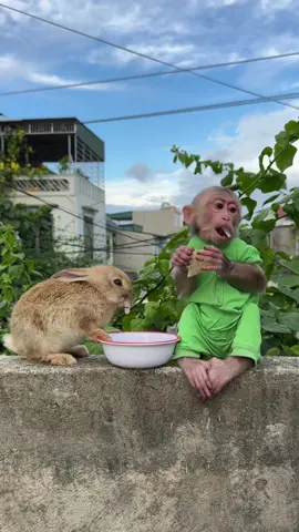 Lily and Nana #monkey #monkeydluffy #animal #animalcute #babymonkey #rabbitbaby #rabbit #animals #rabbitcute #rabbitsoftiktok #animalbaby 