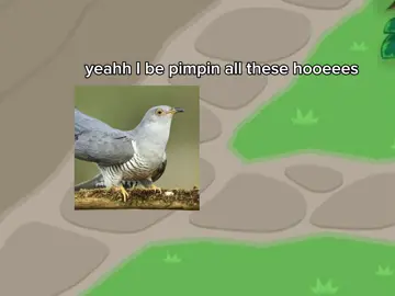 hello bird fandom #birds #cuckoobird #cuckoo #reedwarbler #dunnock #birdtok 