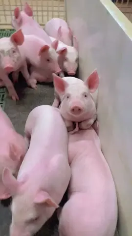 🐖🐖🐖#funny #cute #dễthương #lợn #heo #dễthương #cutepet #xuhuong 
