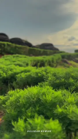 One Tree Hill - 360 View Point - Elkaduwa - Hunugala Estate 🌱✨🇱🇰 |  #Tiktok #foryou #foryoupage #fyp #travel #one_tree_hill_view_point #hunugala #elkaduwaplantation #matale #naturevibes #nature #viral 