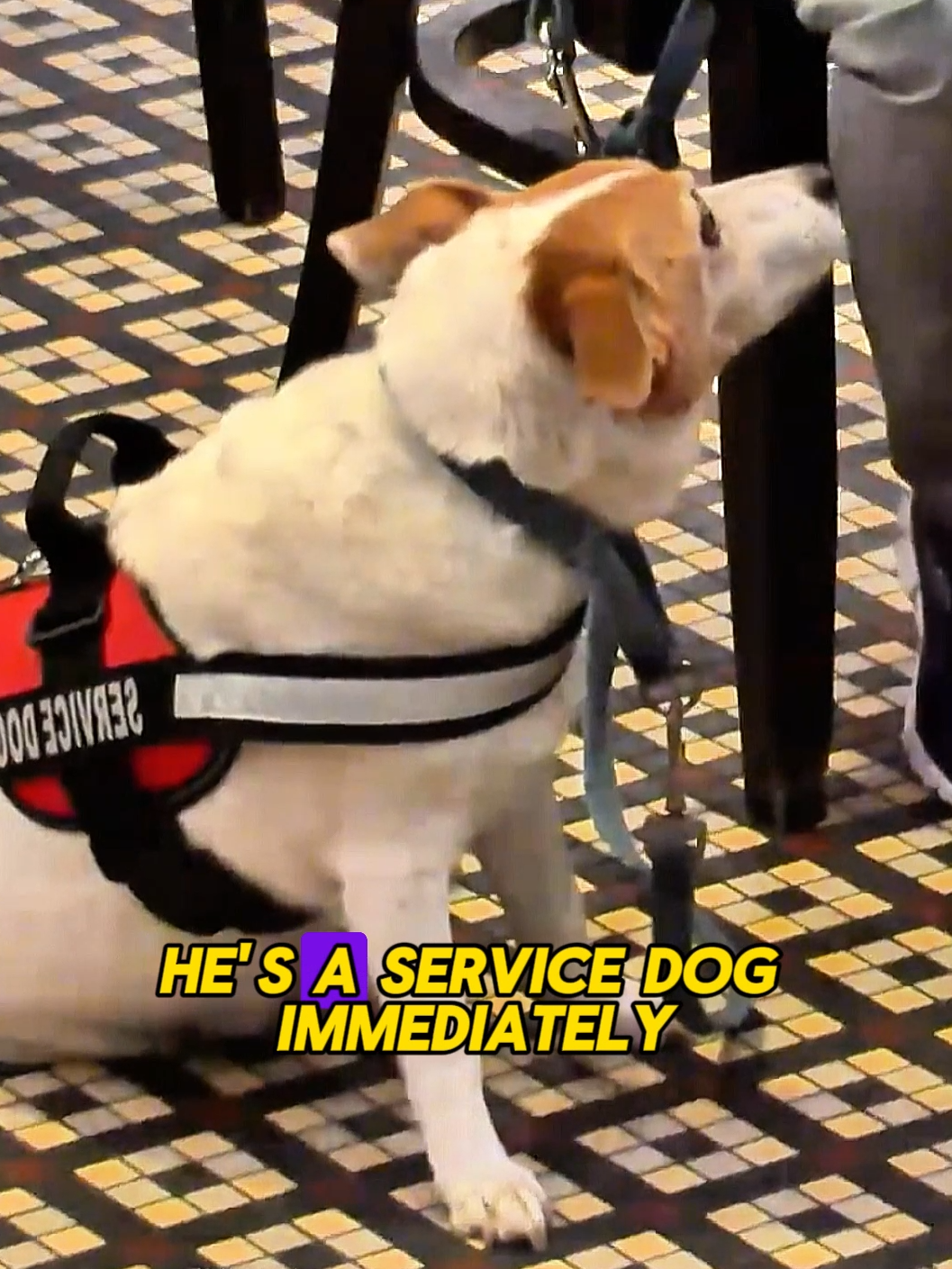 Restaurant manager asks man with service dog to leave _  #What Would You Do_ #WWYD #pet #foryou