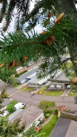 Tree Troping
